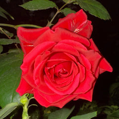 Michael Rose