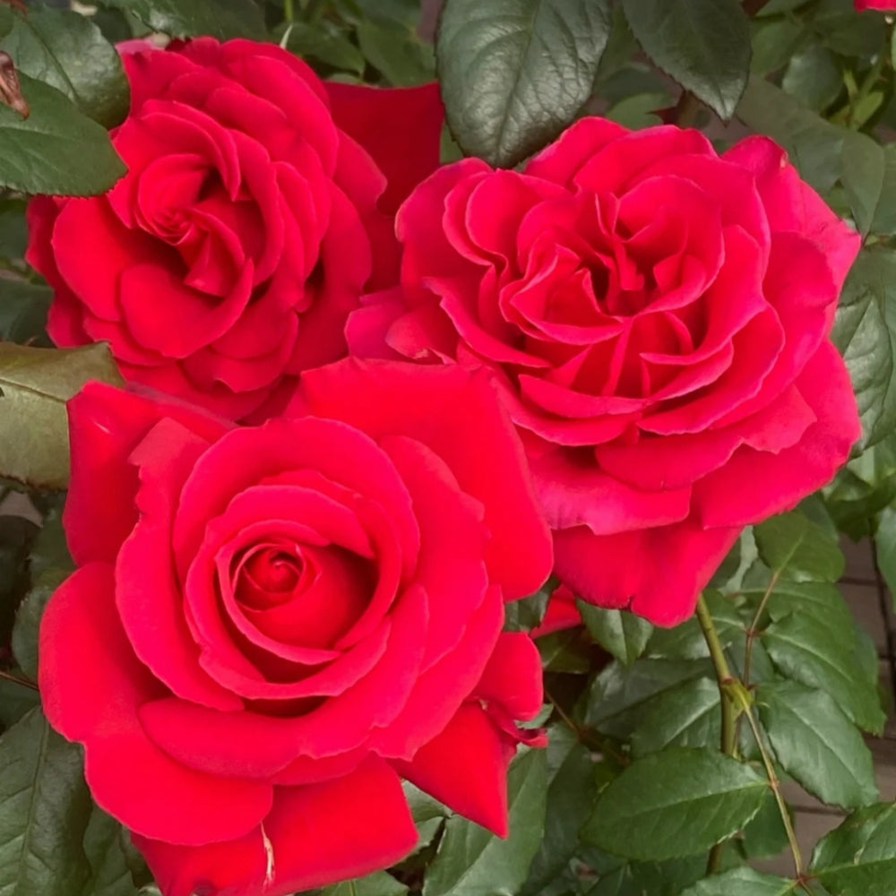 Michael Rose