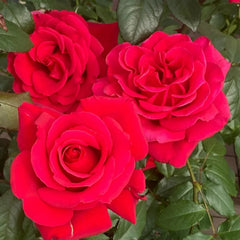 Michael Rose
