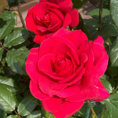 Michael Rose