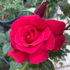 その他 rose Michael Rose-米迦勒大天使｜Japanese Shrub Rose – Ergongzy Roses