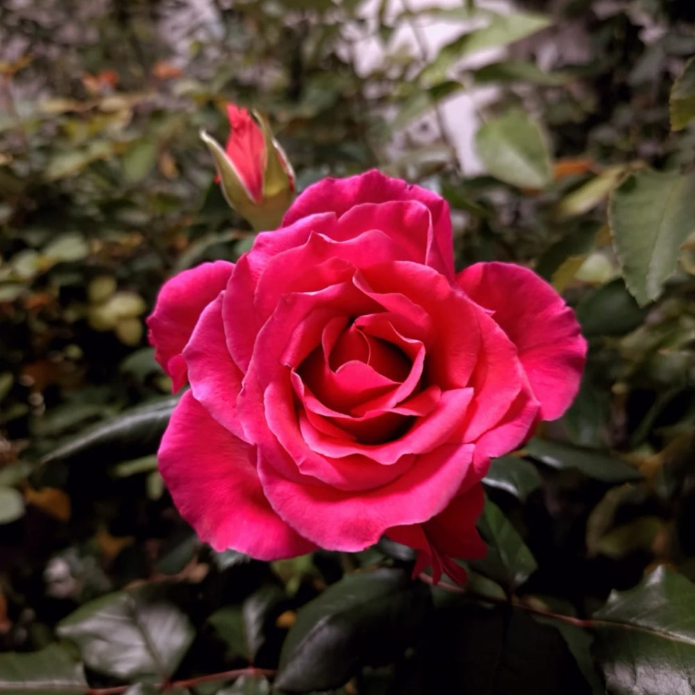 Michael Rose