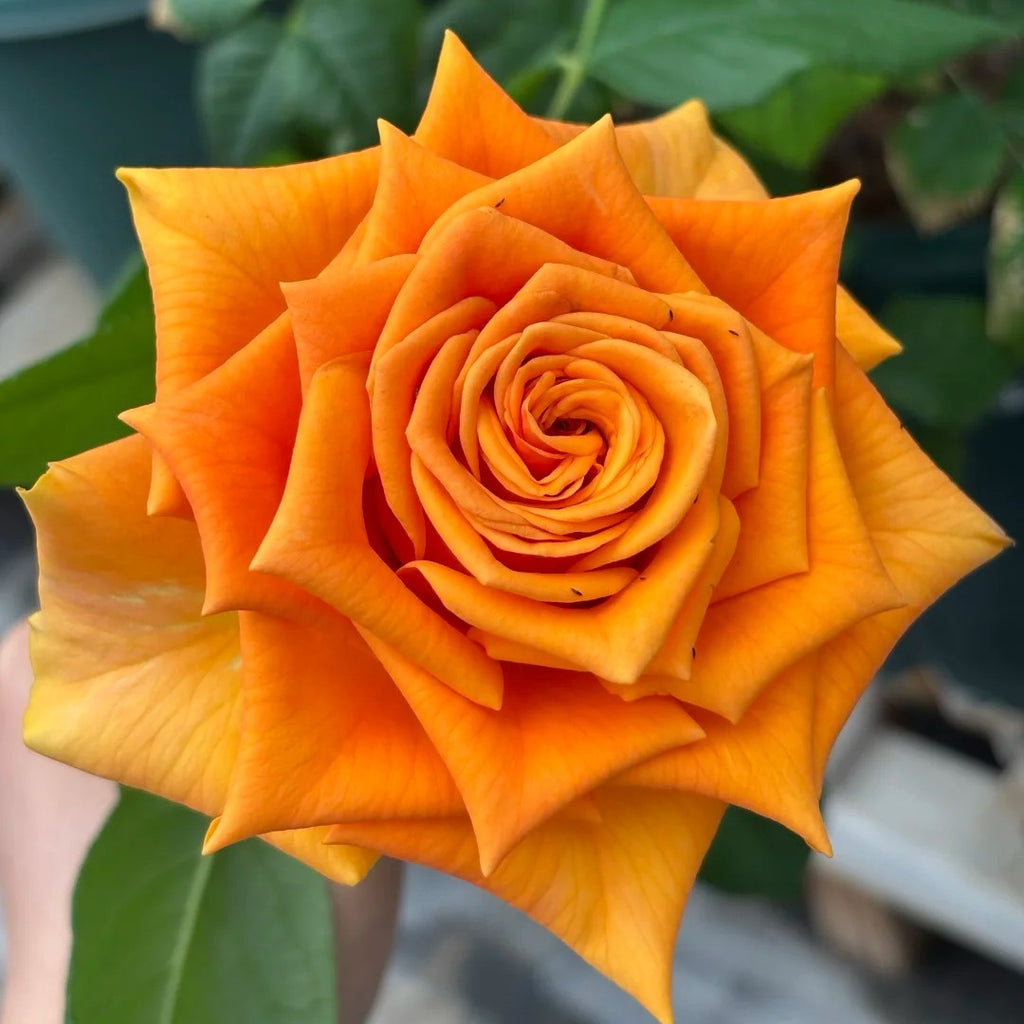 Mighty Rose-甜橙 | Netherland Cut Roses – Ergongzy Roses