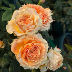 Mighty Rose
