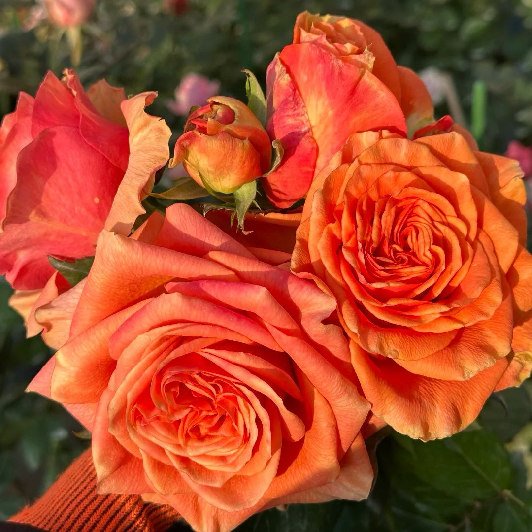 Mighty Rose
