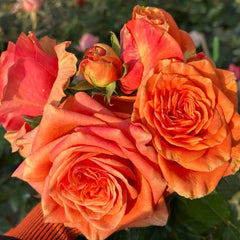 Mighty Rose