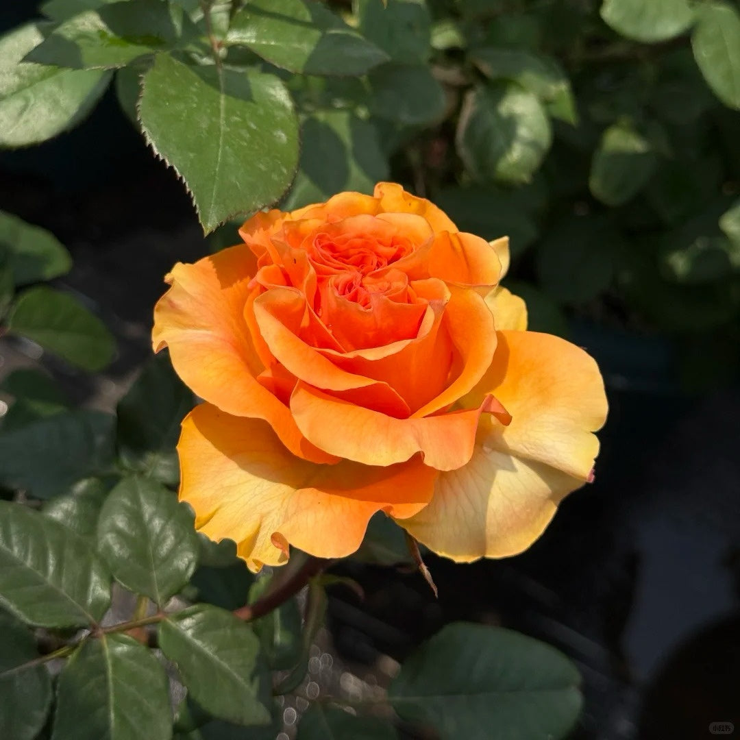 Mighty Rose