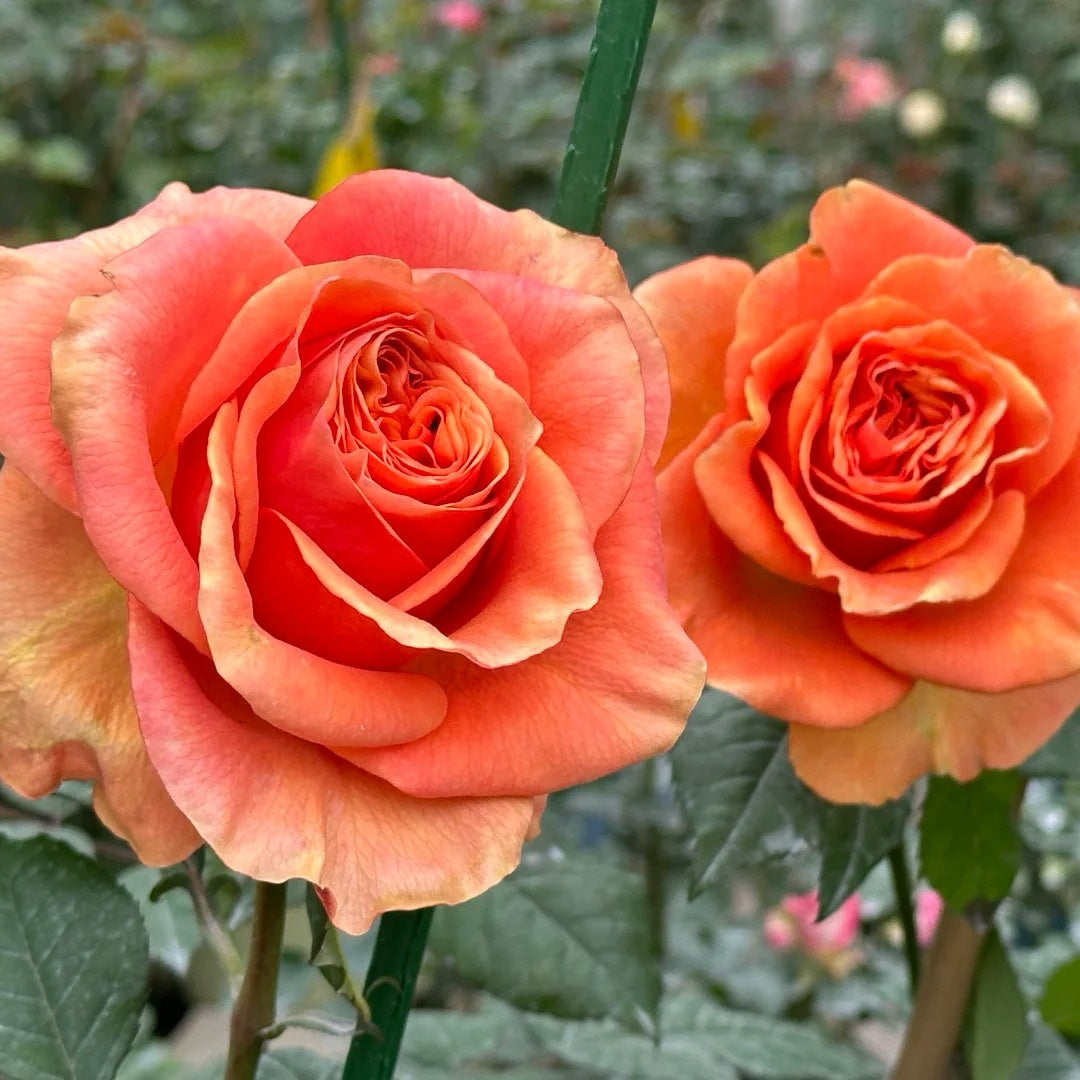 Mighty Rose