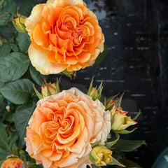 Mighty Rose