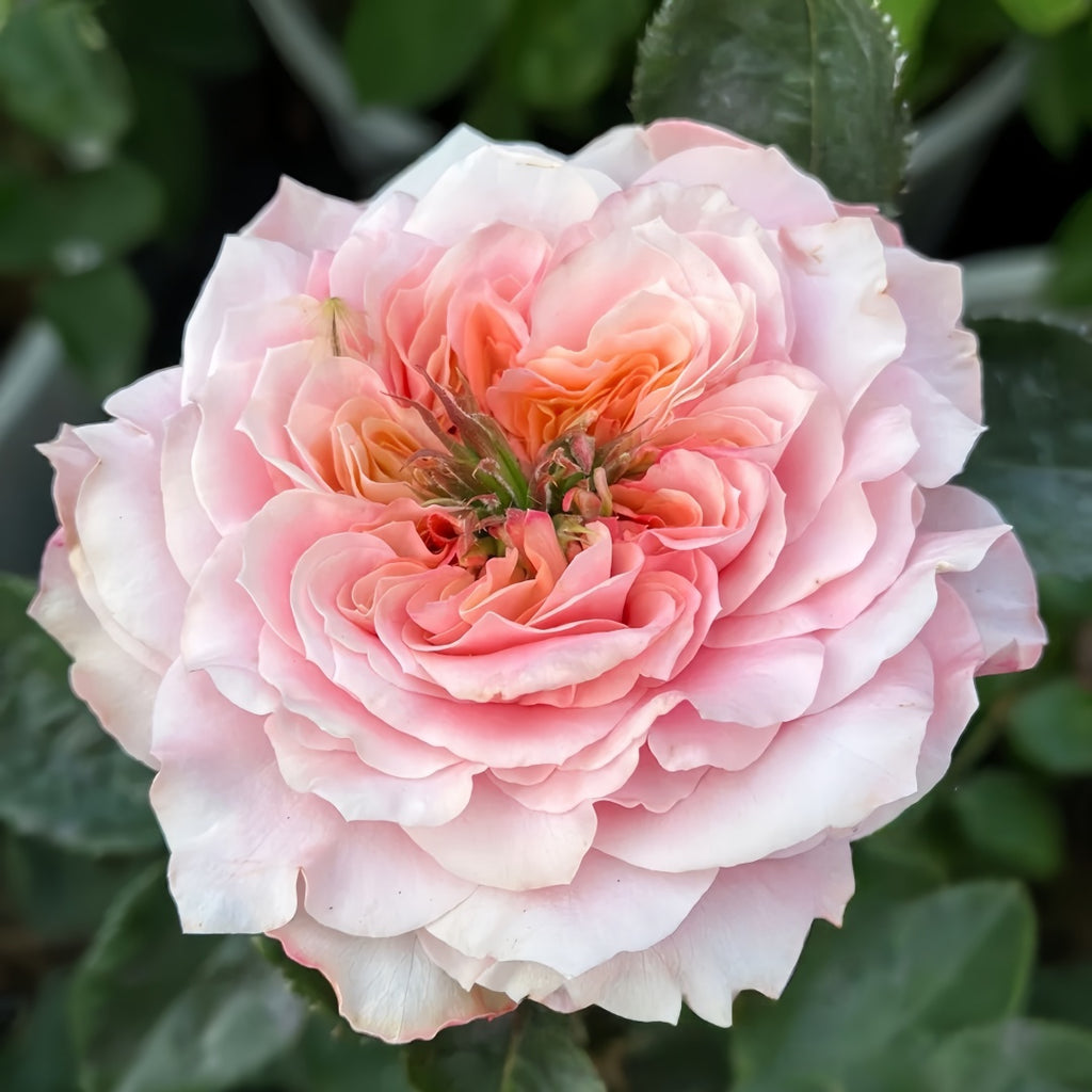 Mikoto rose-美琴｜Japanese Cut Rose – Ergongzy Roses