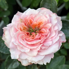 Mikoto rose