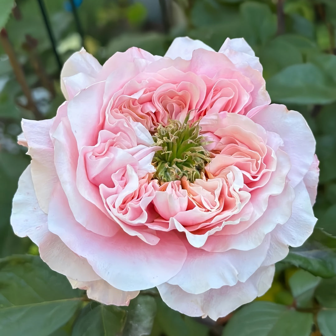 Mikoto rose