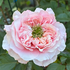 Mikoto rose