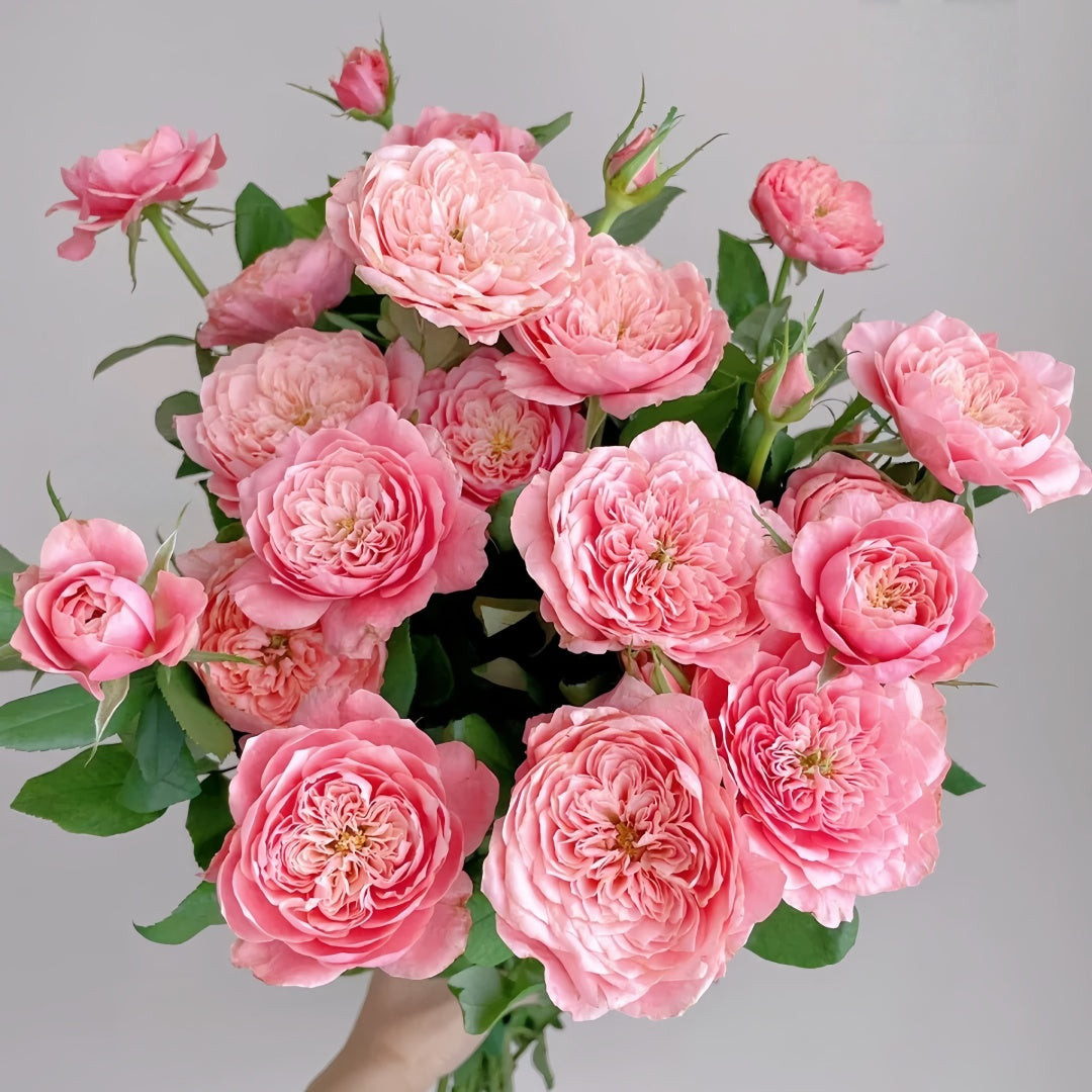 Mikoto rose
