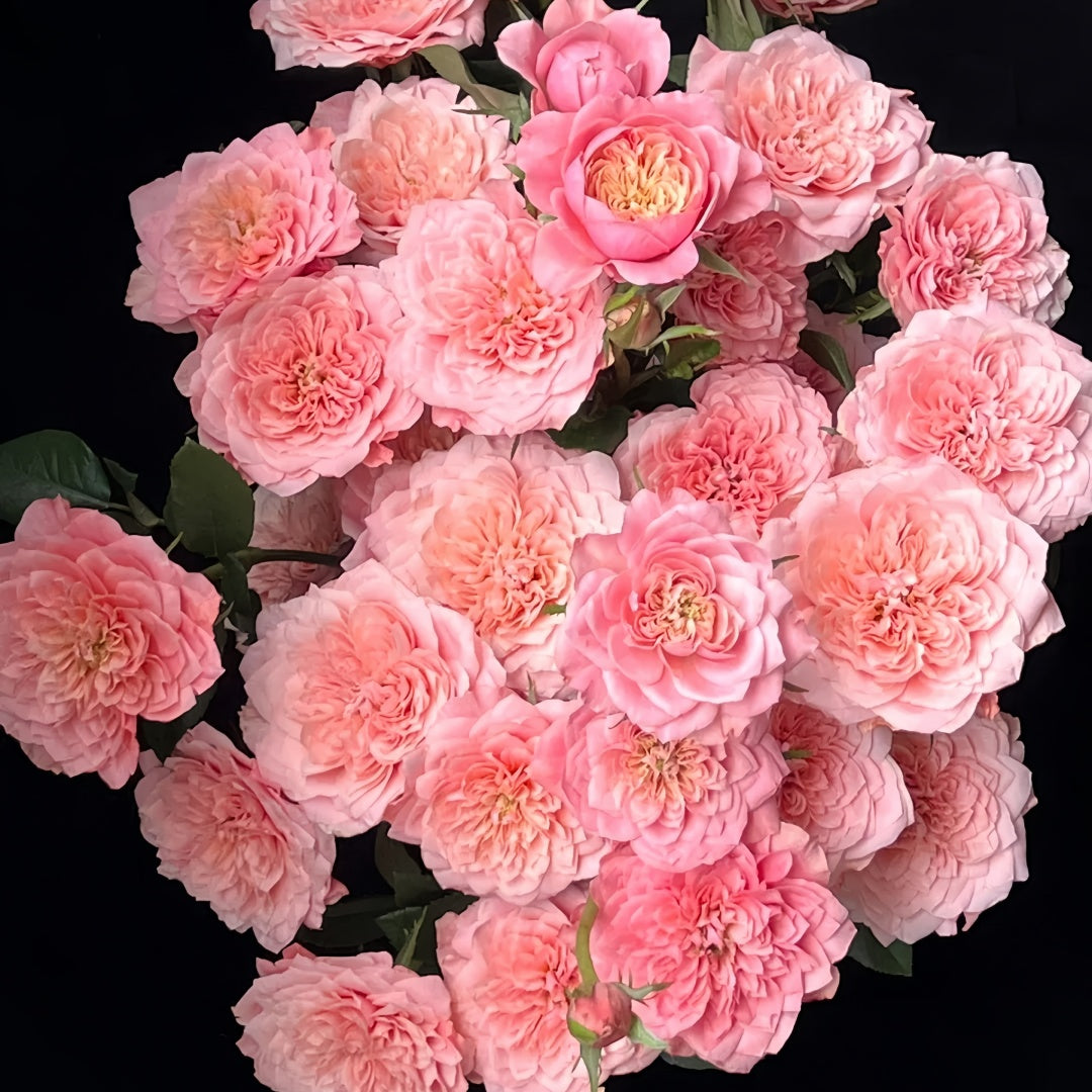 Mikoto rose