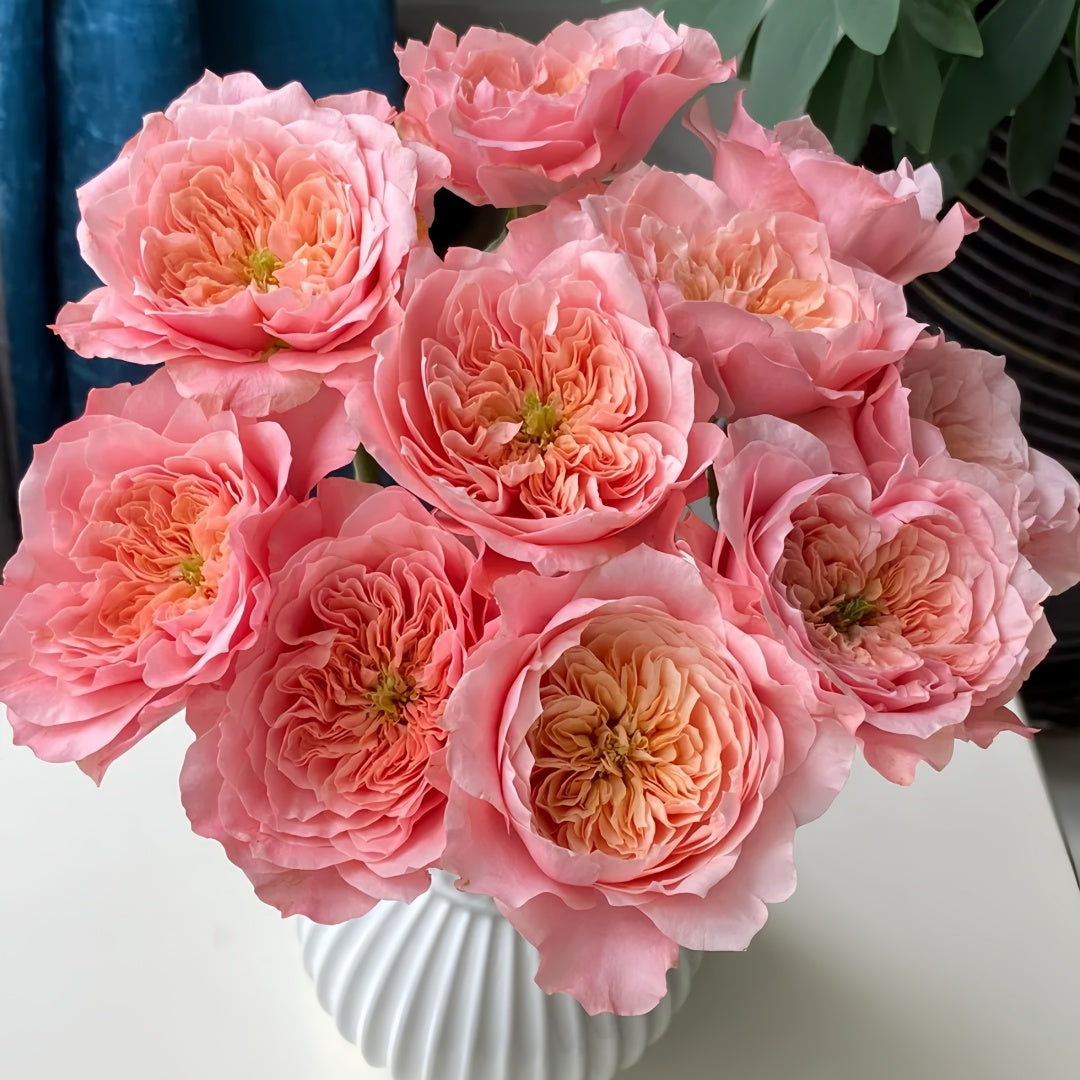 Mikoto rose