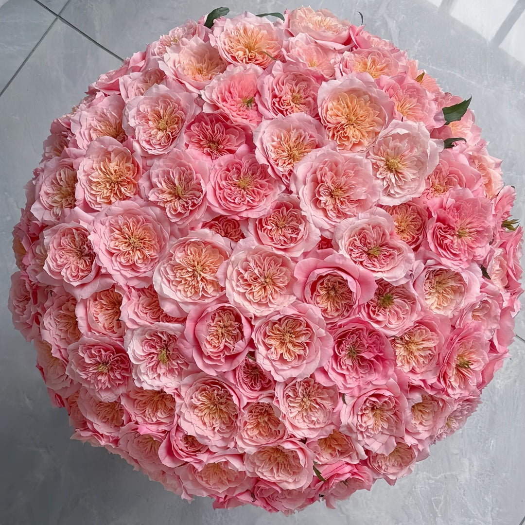 Mikoto rose