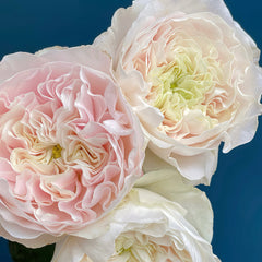 Milk Tea Rose