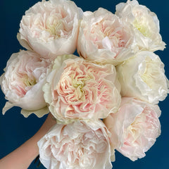 Milk Tea Rose