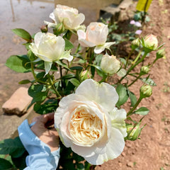 Milk Tea Rose