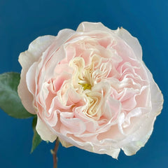 Milk Tea Rose