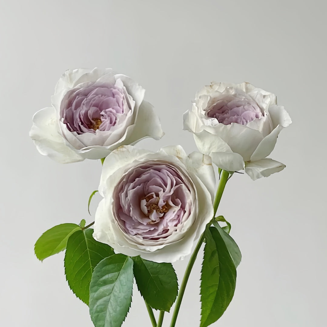 Milky pearl Rose