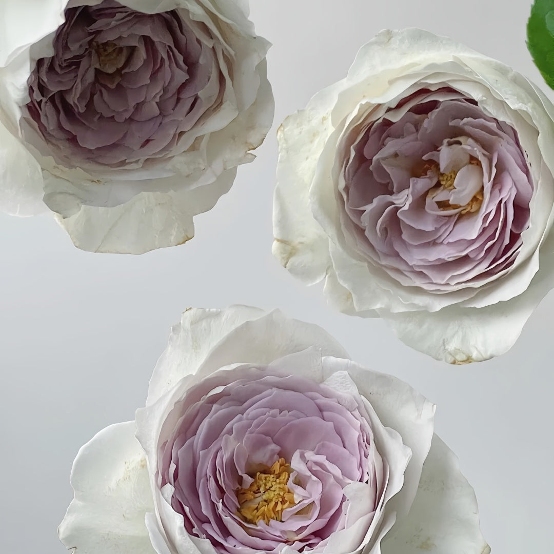 Milky pearl Rose