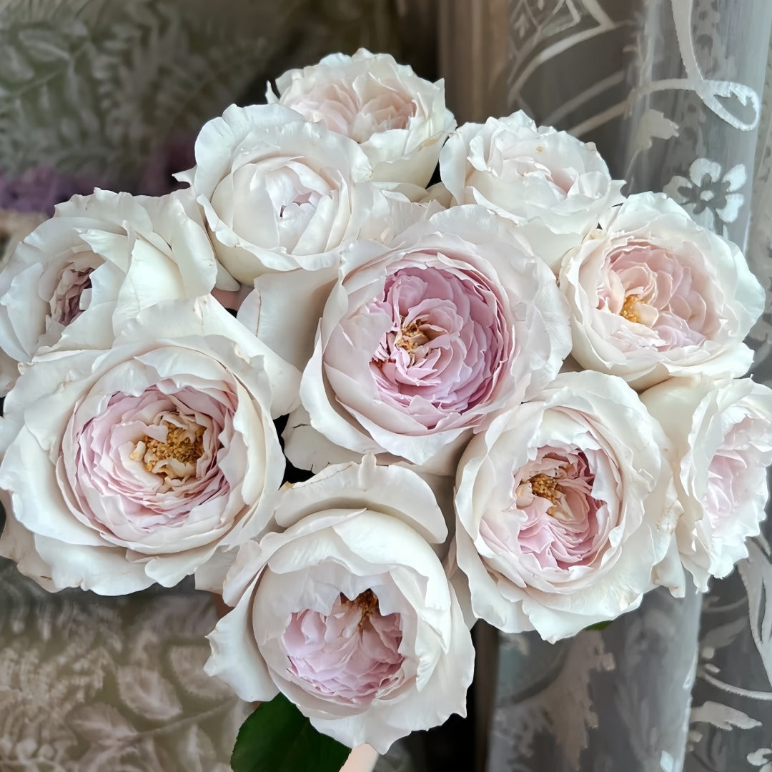 Milky pearl Rose