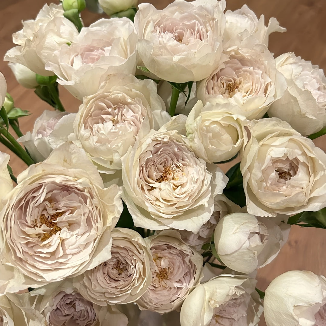 Milky pearl Rose