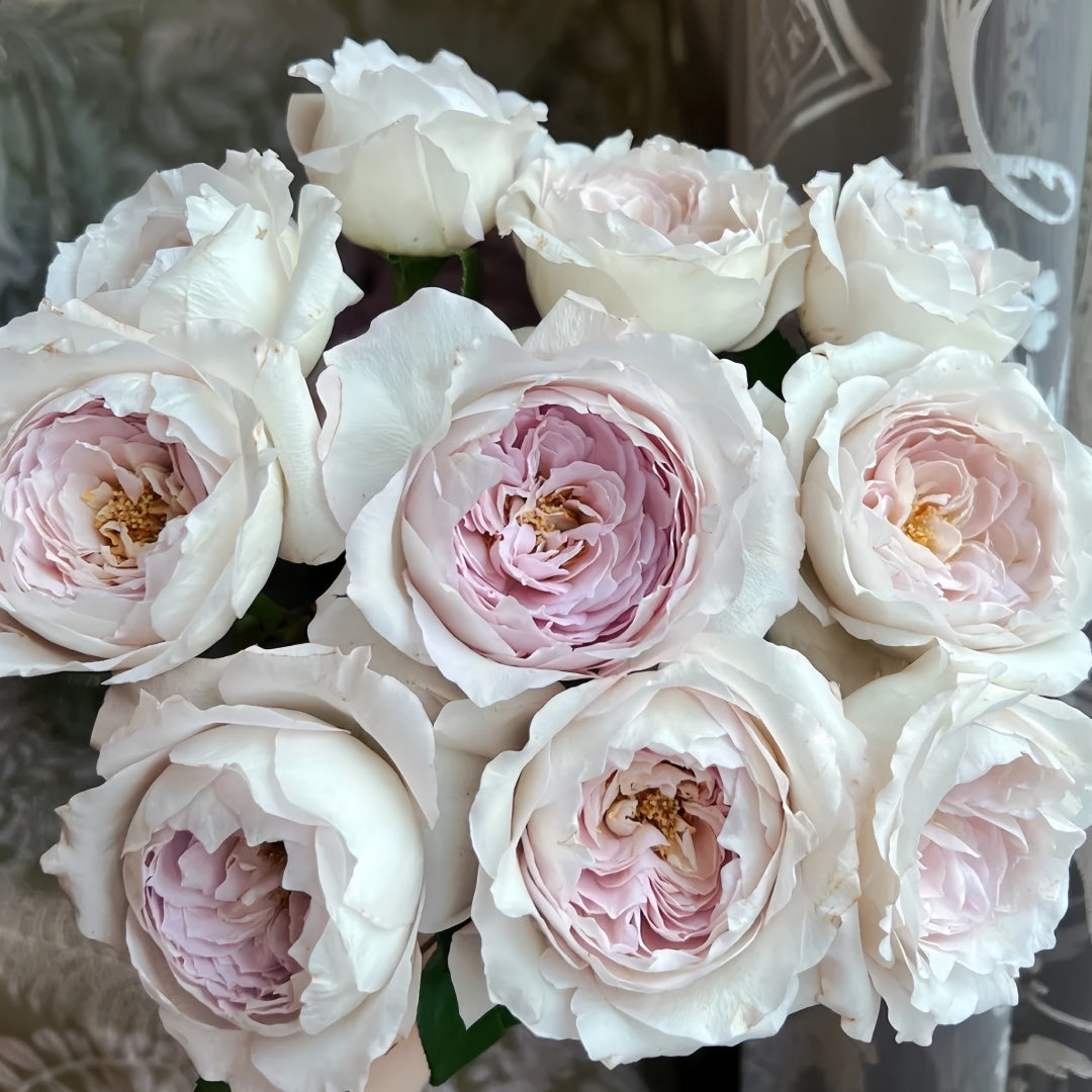 Milky pearl Rose