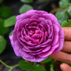 Minerva Rose