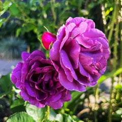 Minerva Rose