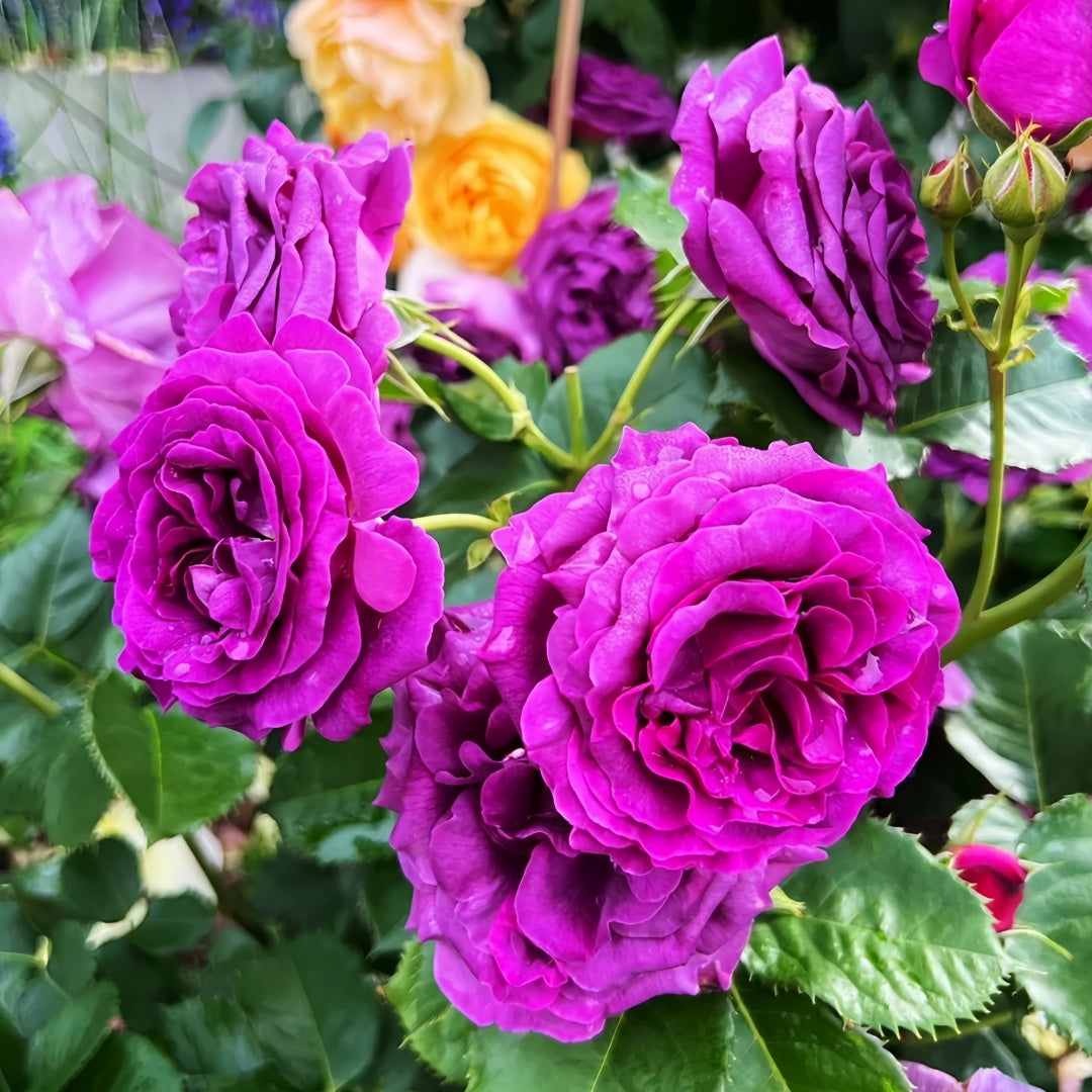 Minerva Rose