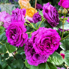 Minerva Rose