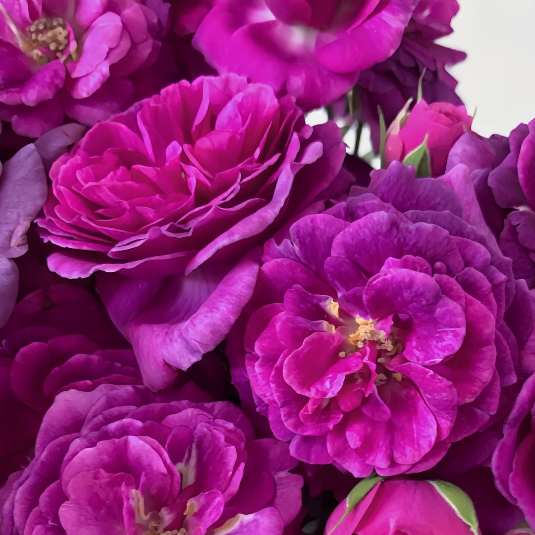 Minerva Rose