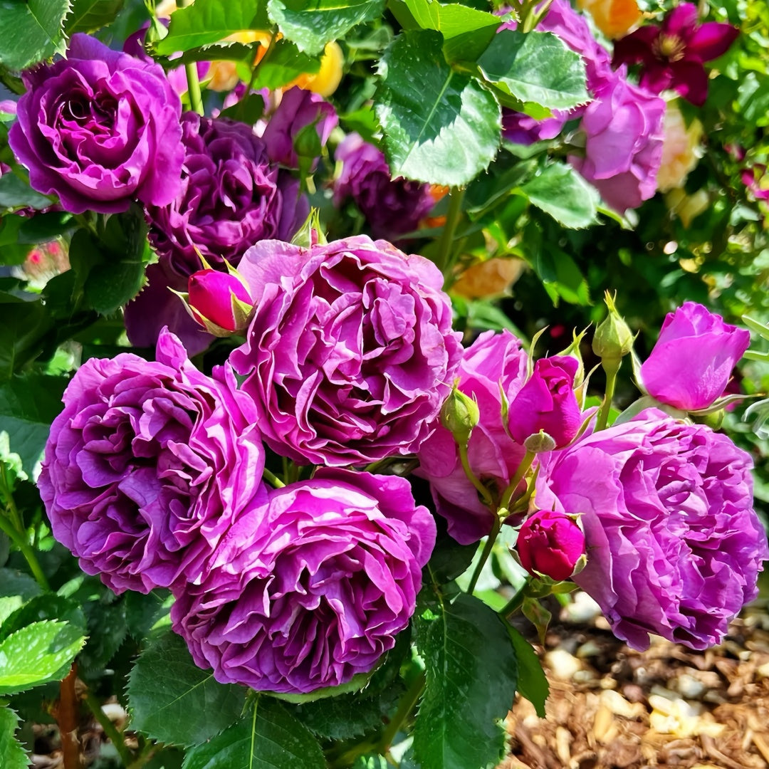 Minerva Rose