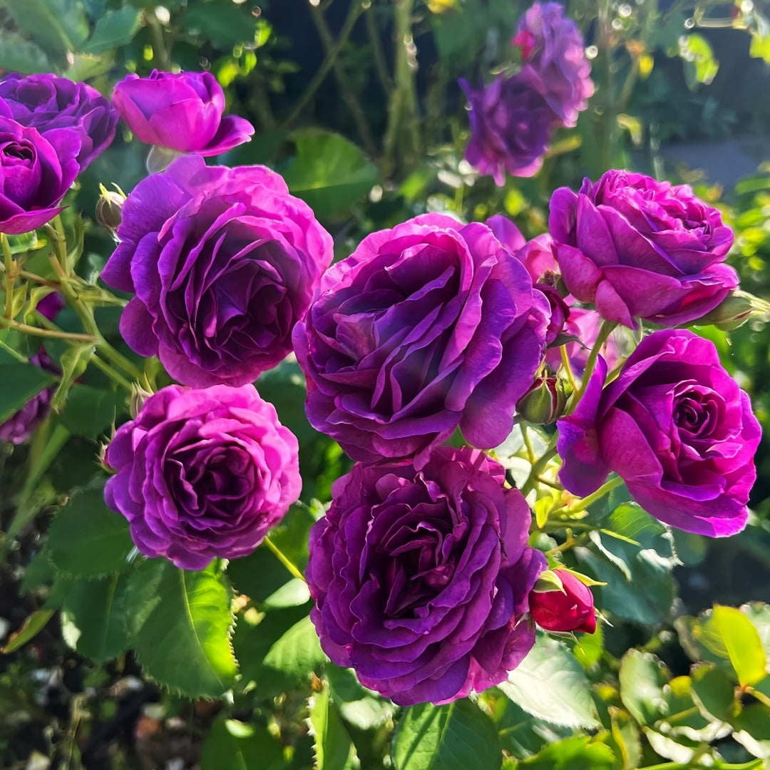 Minerva Rose