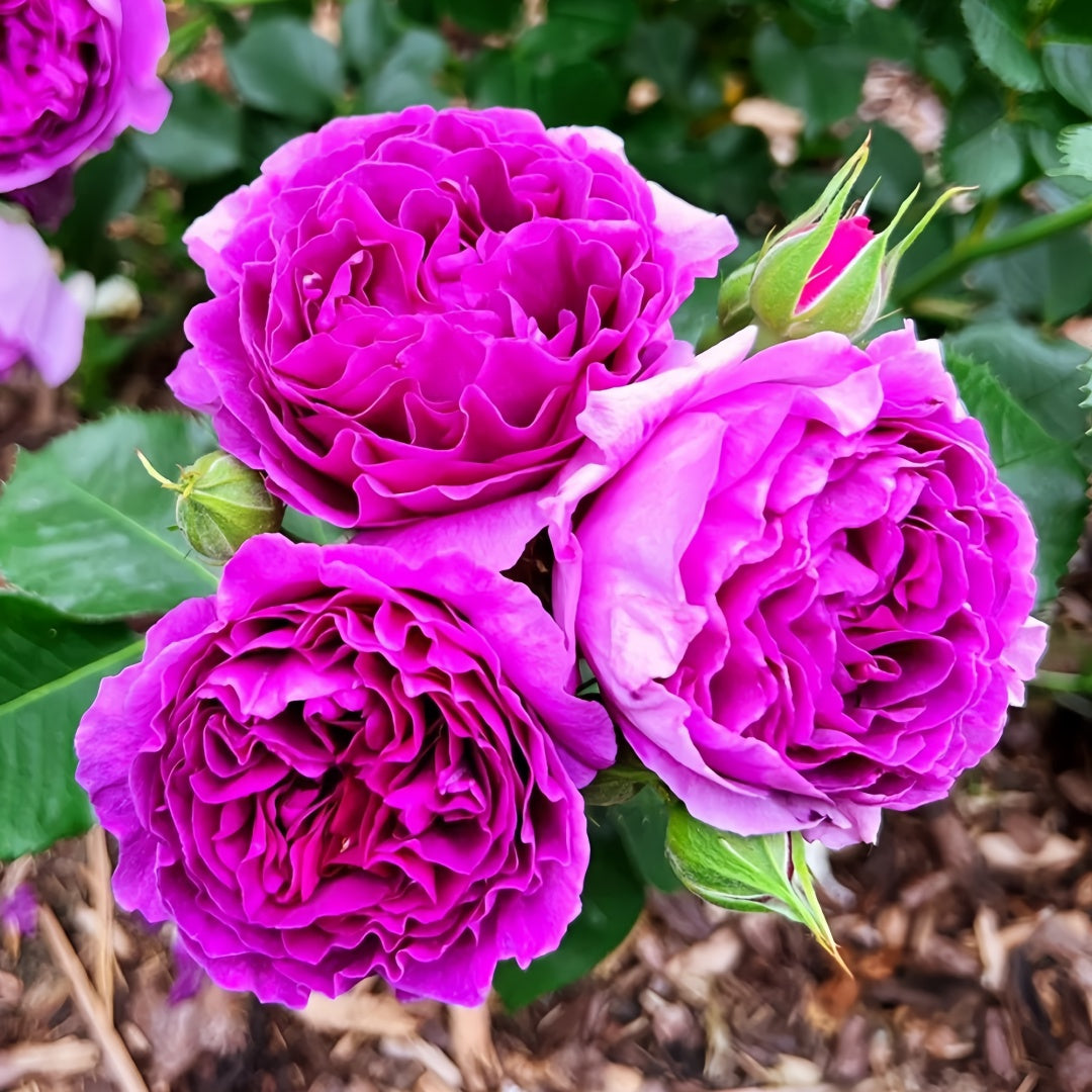 Minerva Rose