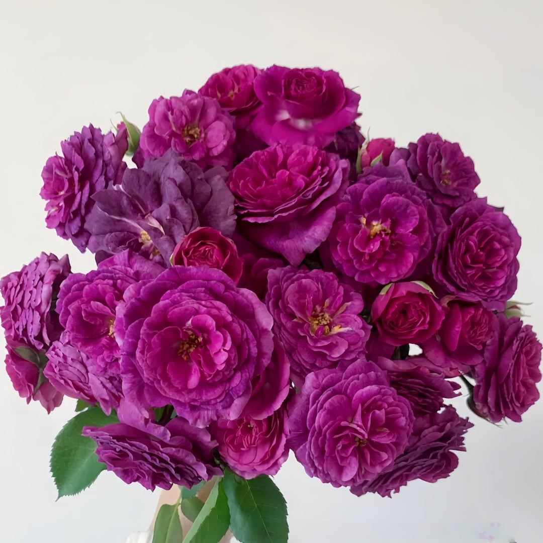 Minerva Rose