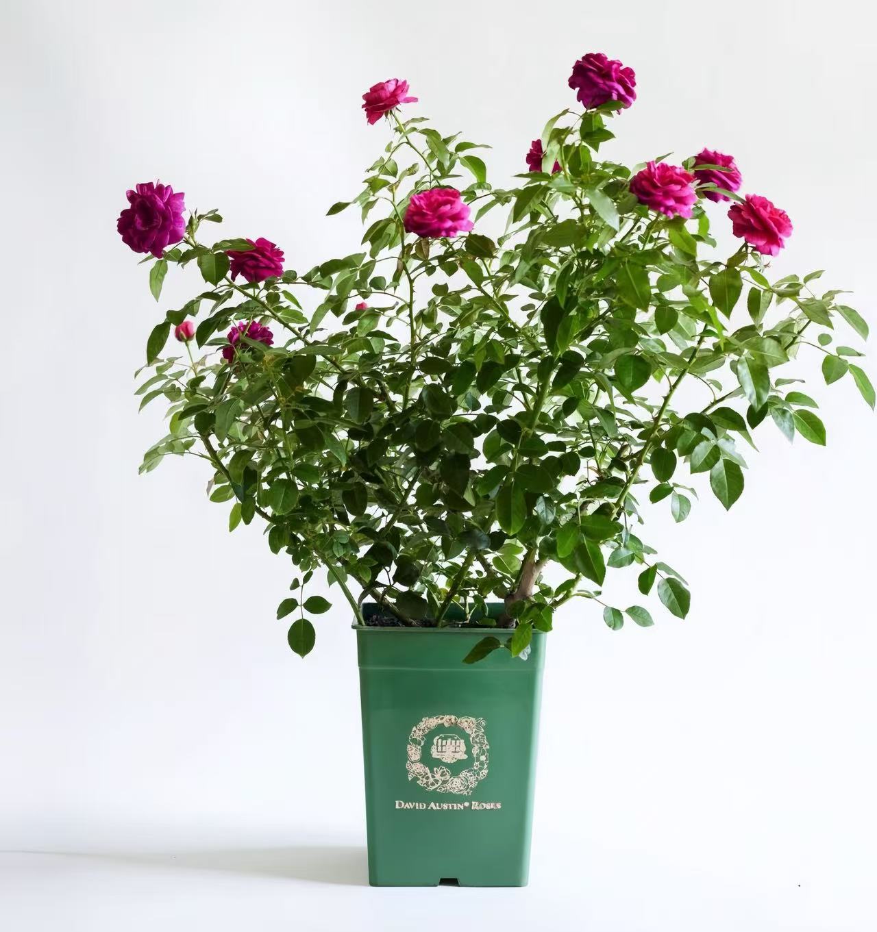 Miranda (AUSimmon) rose