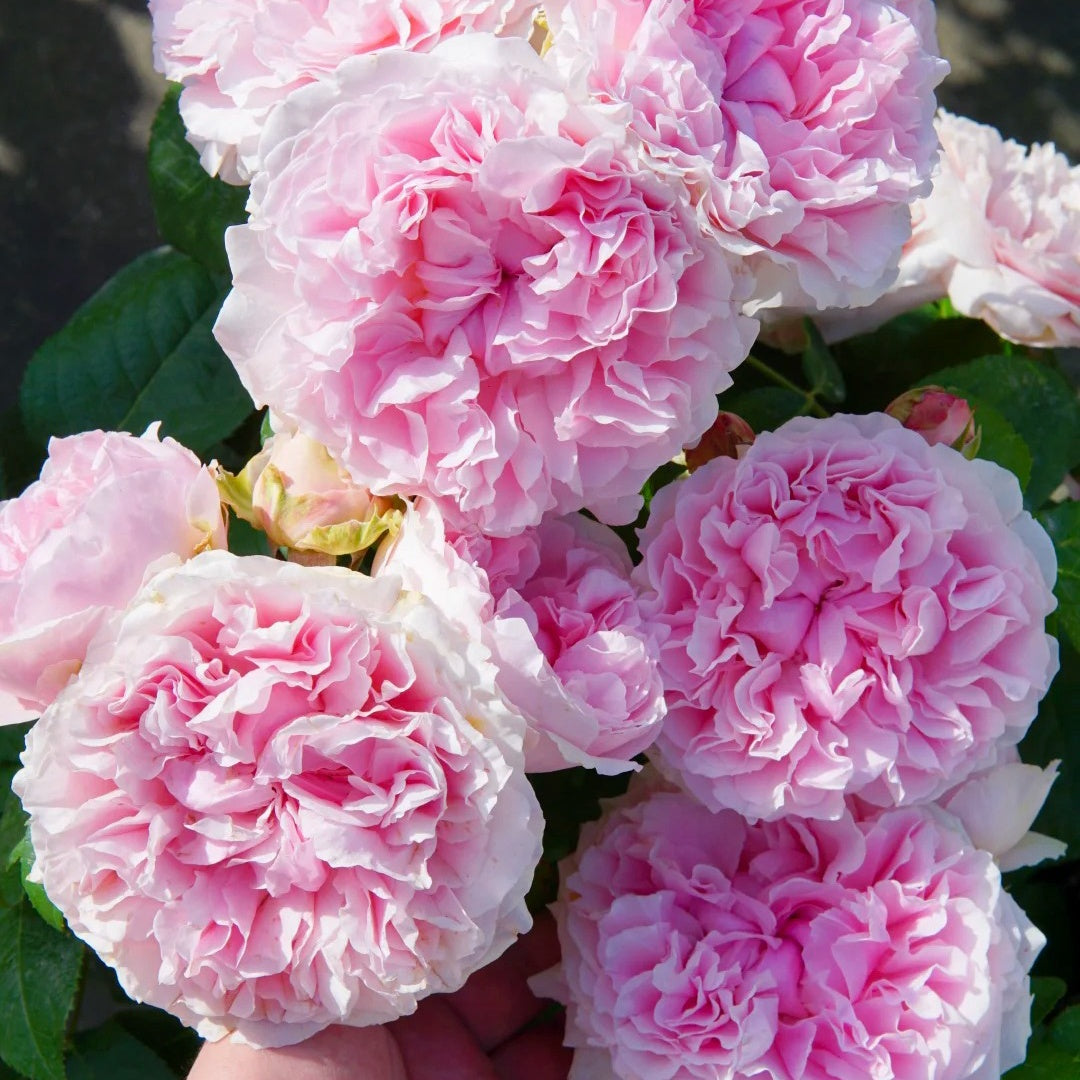 Miranda (AUSimmon) rose