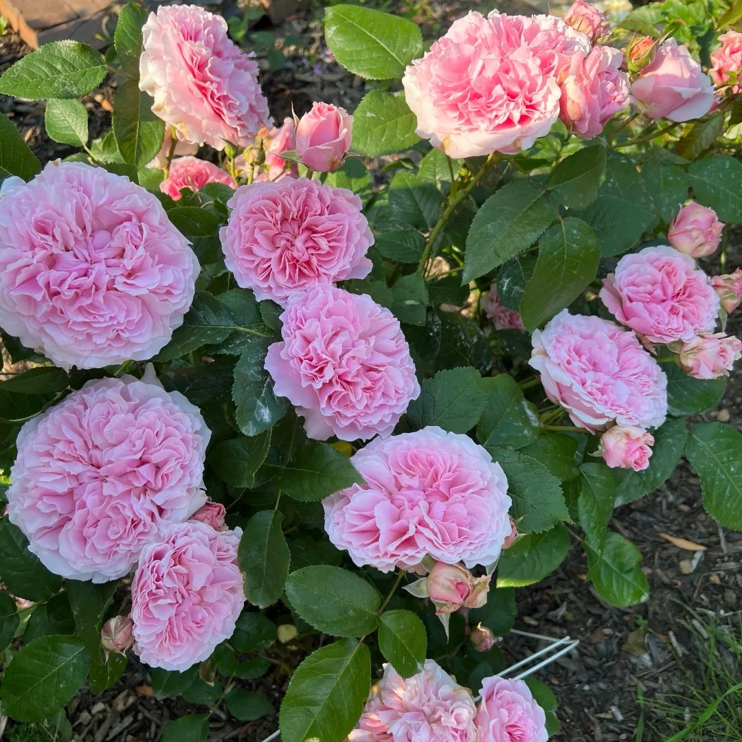 Miranda (AUSimmon) rose