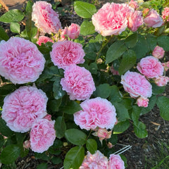 Miranda (AUSimmon) rose