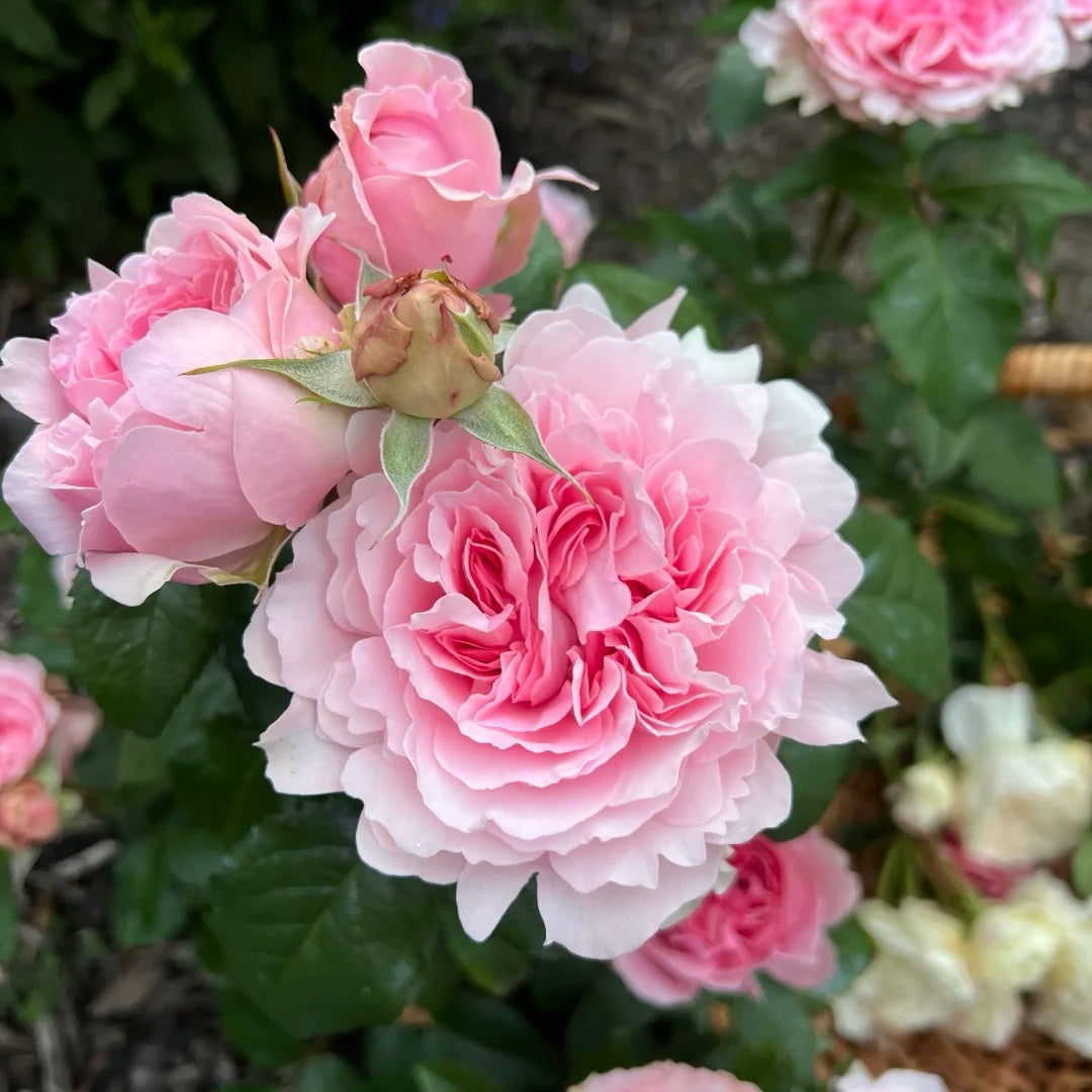 Miranda (AUSimmon) rose