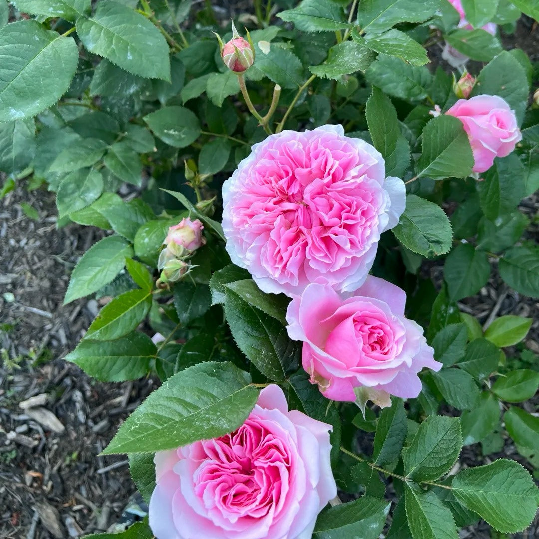 Miranda (AUSimmon) rose