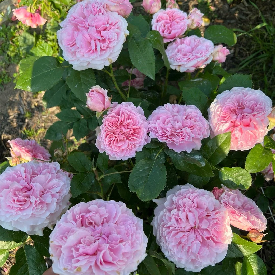 Miranda (AUSimmon) rose