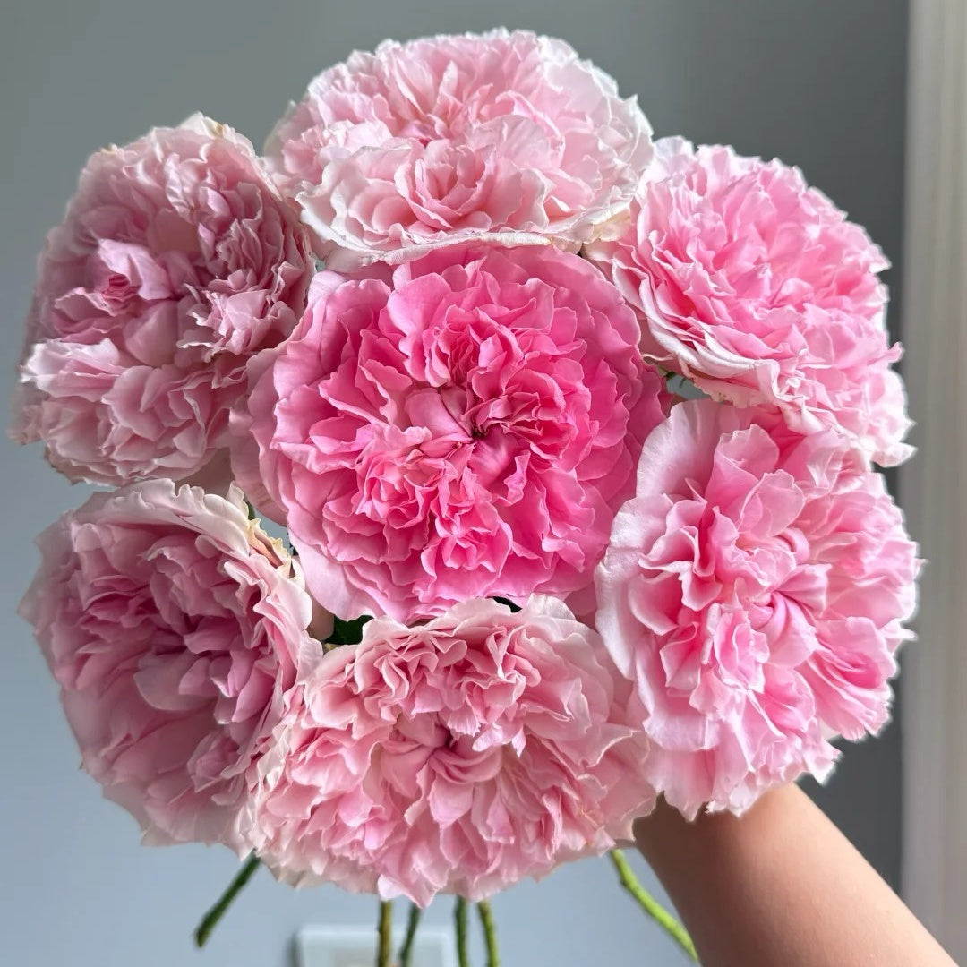 Miranda (AUSimmon) rose