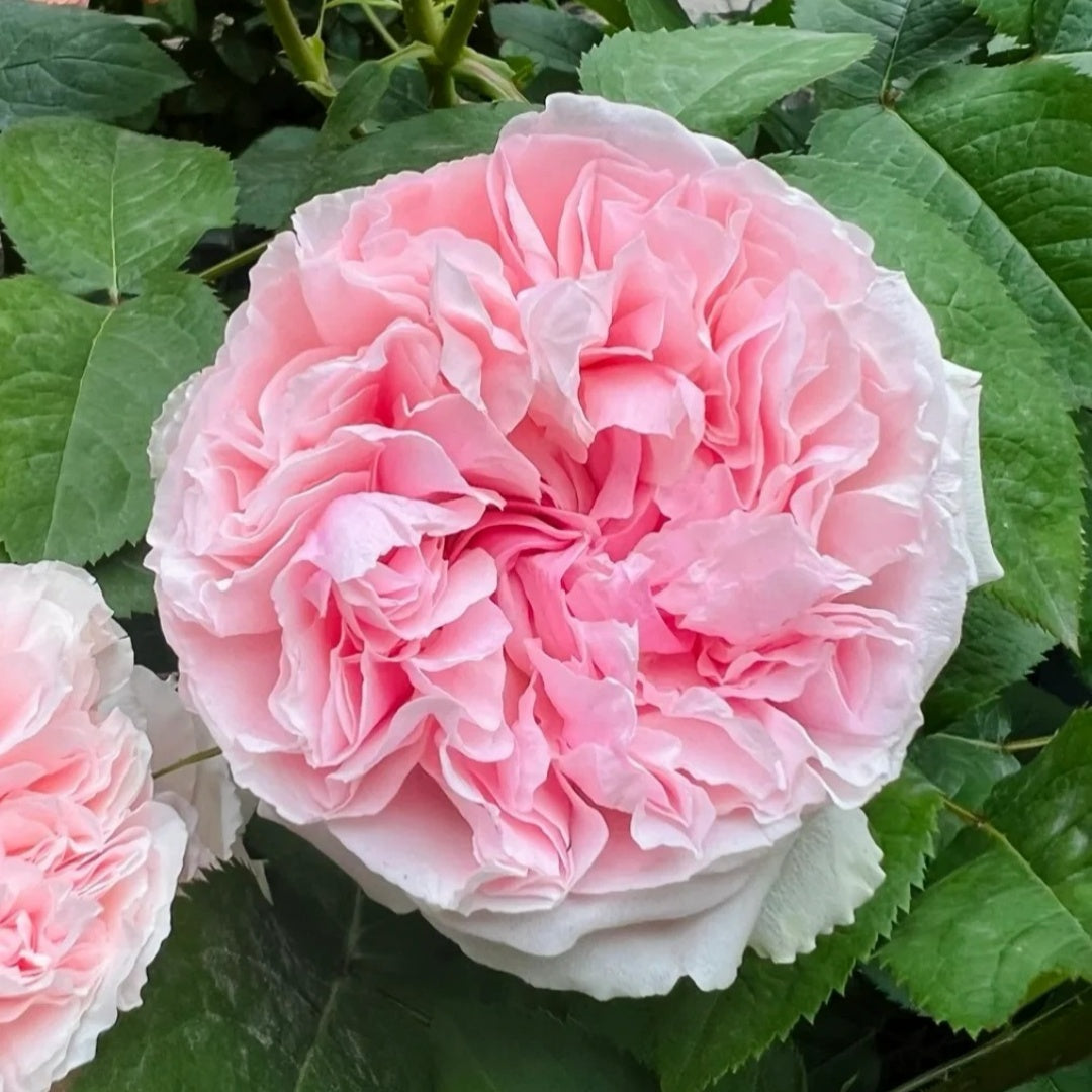 Miranda (AUSimmon) rose