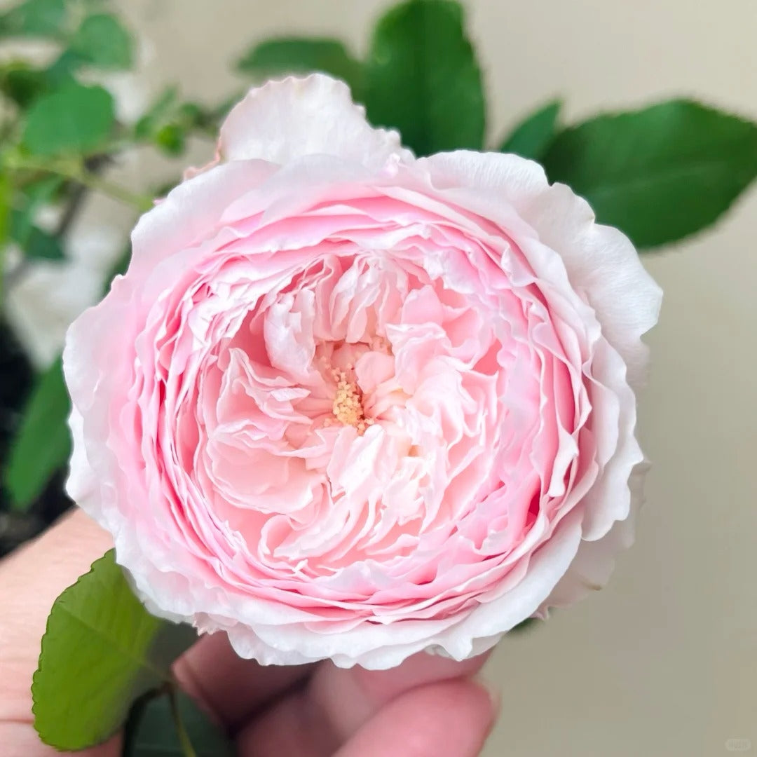Misaki Rose
