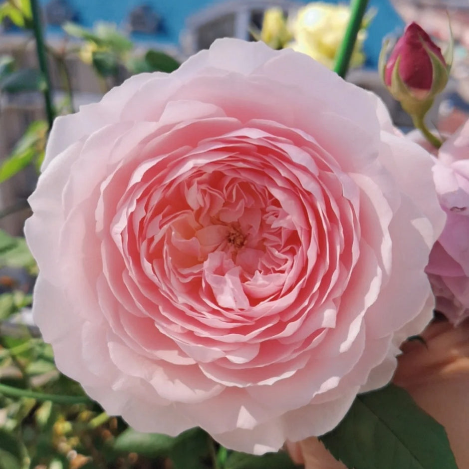 Japanese Roses – Page 5 – Ergongzy Roses